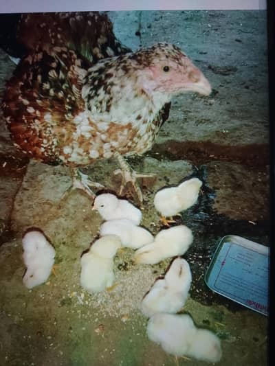 hen with chicks
