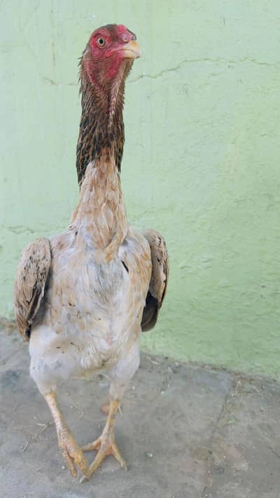 Shamo Aseel Chicks Murga Murgi German & japanese shamo 03286919456