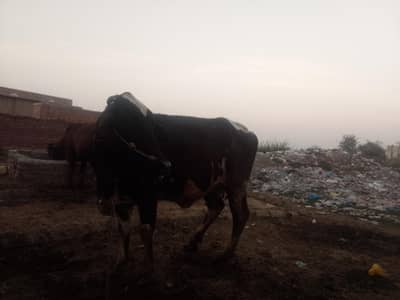 fresien cross  (whattsapp03016481244)