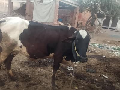 fresien cross  (whattsapp03016481244)