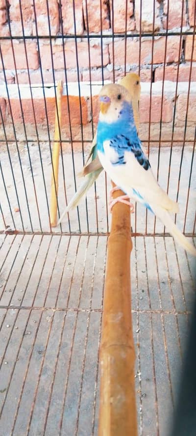 Kingsize pied opline male.  |  Rainbow dilute female top quality pair