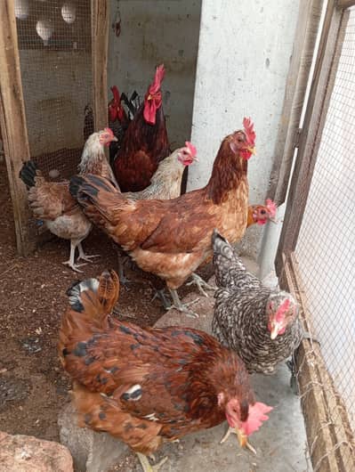 Desi Murgiyan for sale