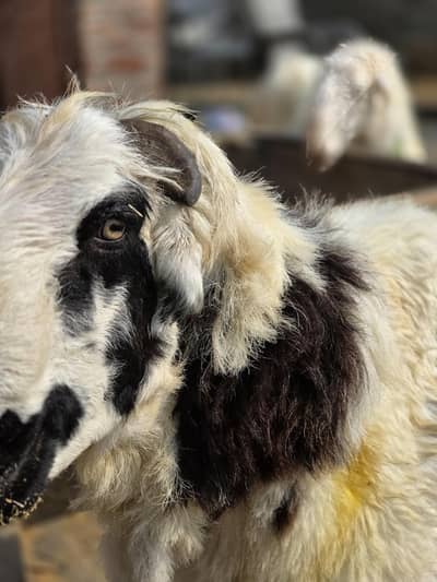 Mundara Sheep/ Chatra Breed 4.5 Months Pregnant