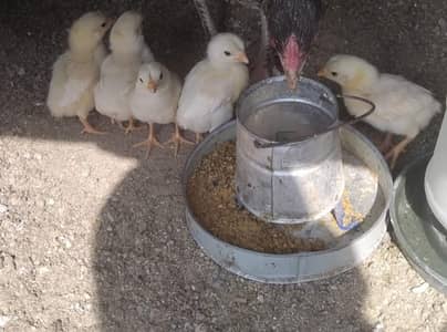 High quality Heeral Chicks Available 5 pcs Guranted White
