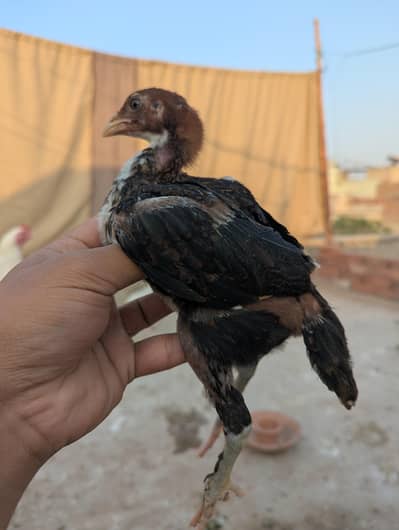 red black lakha aseel permoz chicks 2 month age long height