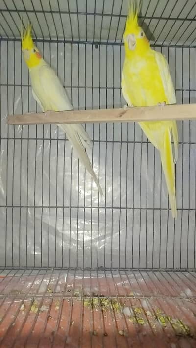 Breeder Common White Red Eye Cocktail For Sale