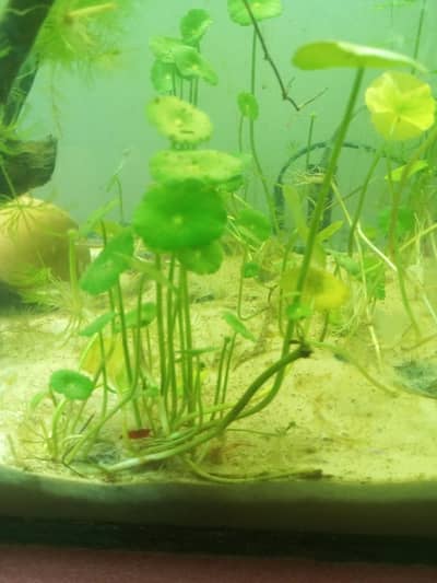planted aquarium and water plants for sale