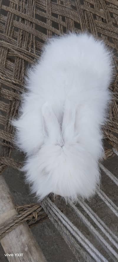 English Angora male