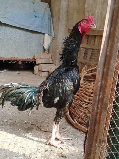 best aseel pair prices 15000