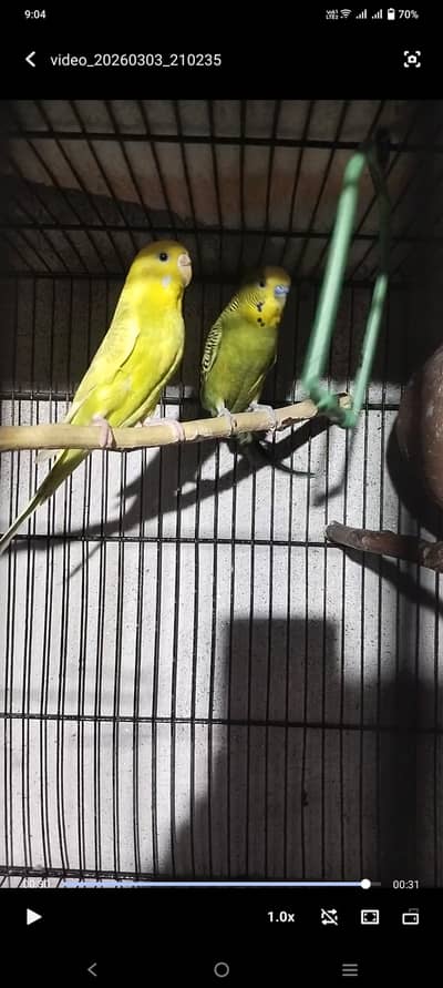 Australian budgies for sale