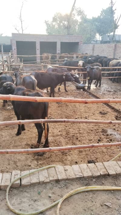 animla farm job available