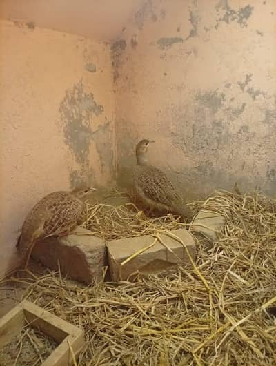 tetaar dakhni Irani cors