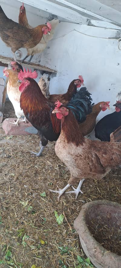 desi hens