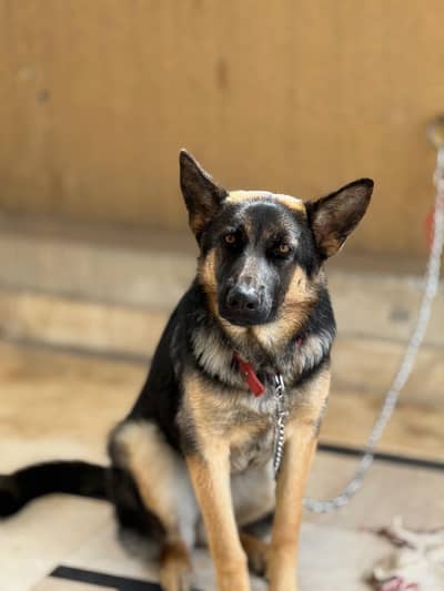 Female German Shepherd for Sale in Rawalpindi