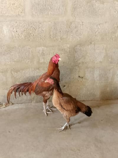 aseel narangi male and female anday paiy han 0/3/1/2/2/9/8/9/3/7/2