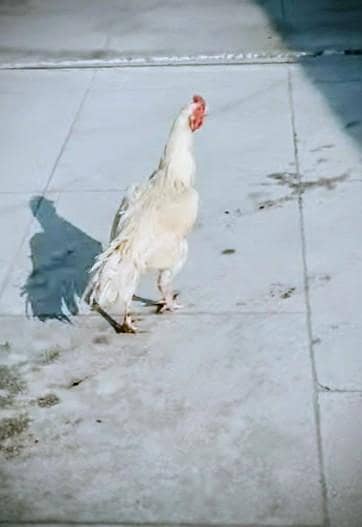 paper white murghe & other Aseeles murghay Murghian one blac lAserles