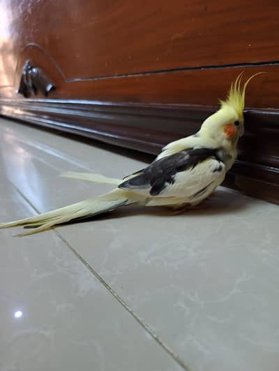 cockatiel Pearl hand tame