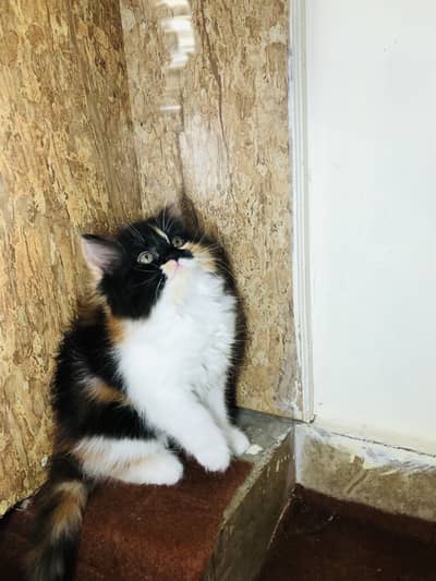 Persain female kitten