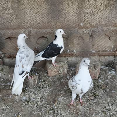 7 pigeons for sale full young age  7 month