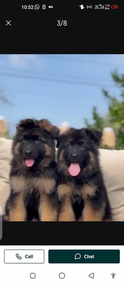 German Shepherd dog male female my WhatsApp number0304=18=93=198