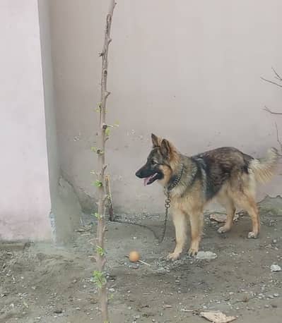 German shepherd male