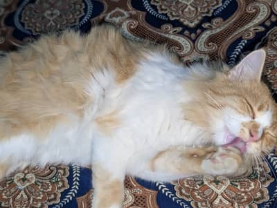 Maine cone urgent sale reasonable price