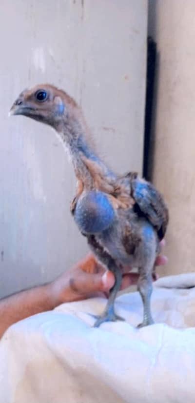 Dragon/Breed thai/03264491845