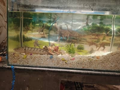 fish aquarium with 2 snake head fish