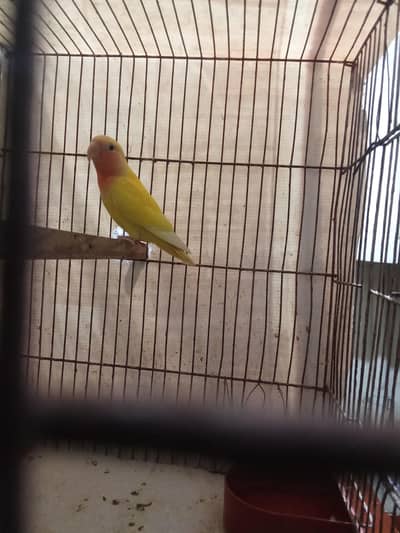 Lotino Red Eye Health  Active  Price Slightly Negotiable