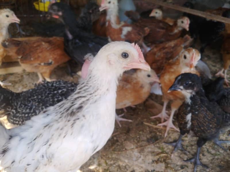 Chicks Available 0
