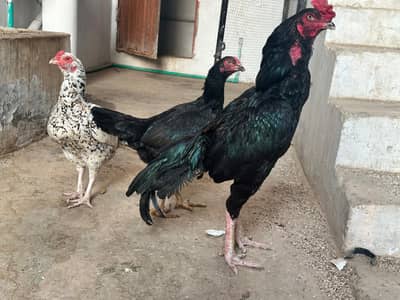 Aseel Murgha and 2 Aseel Murghian