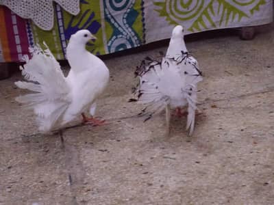 bohat khubsurat pair ha