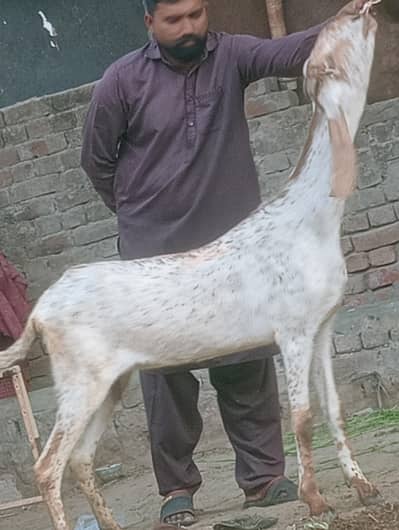 Makhi Chini Confram 100 percent pregnut phat Sale