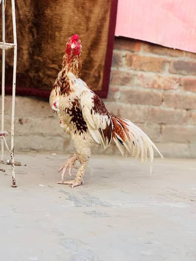 MashAllah Peela for sale