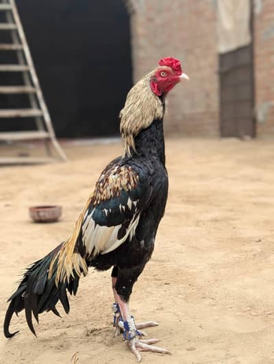 beautiful aseel jawa murg