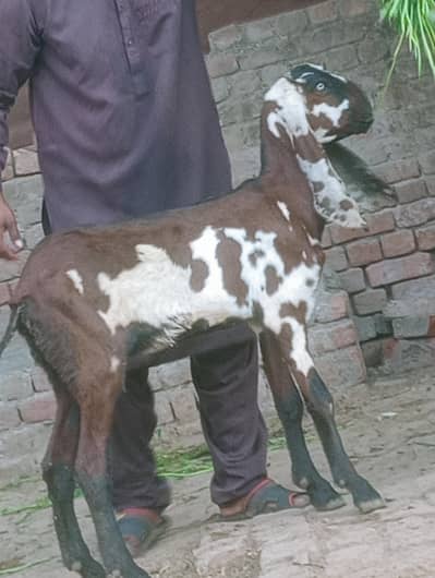 Nagra Dabi Phat sale