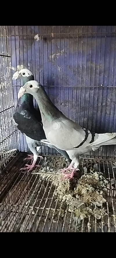 VIP کوالٹی کبوتر فروخت کے لیے دستیاب