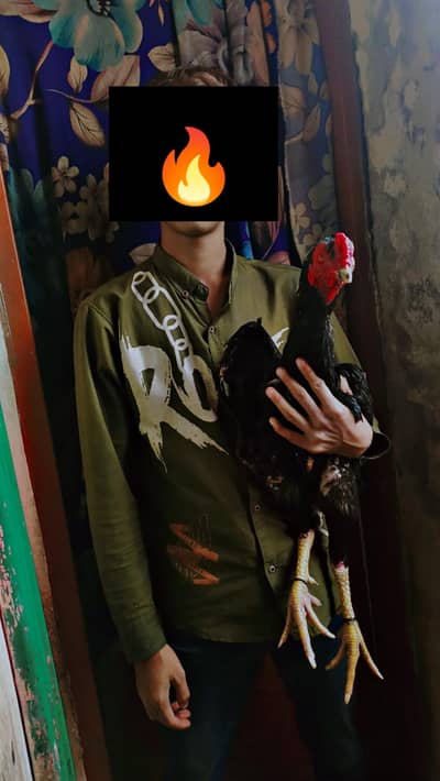 Aseel murga for sale