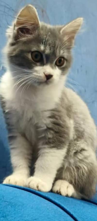 double coated make gray white