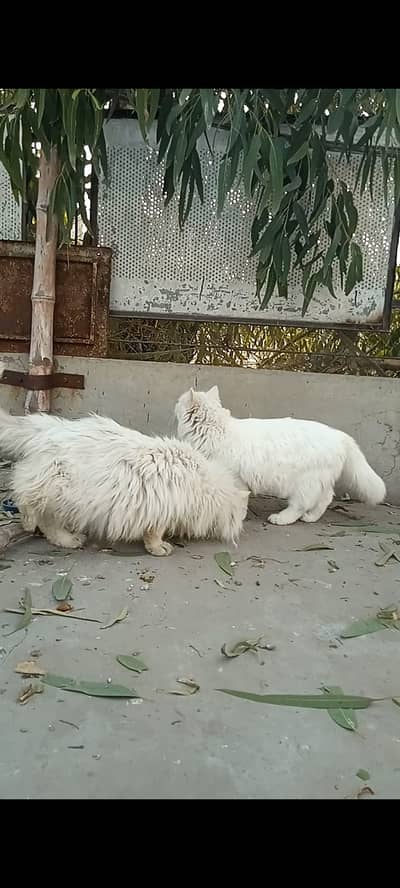 Persian punch face cat pair available for selling