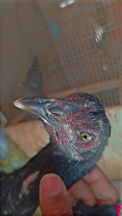 assel murgi sale karni hai