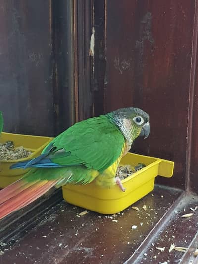 son conure hand tamed