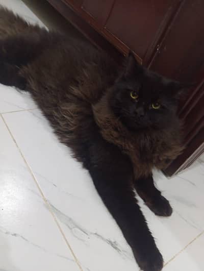 American Breed Cat for Sale – Healthy & Active