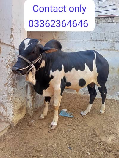 kheera 2026 qurbani ka