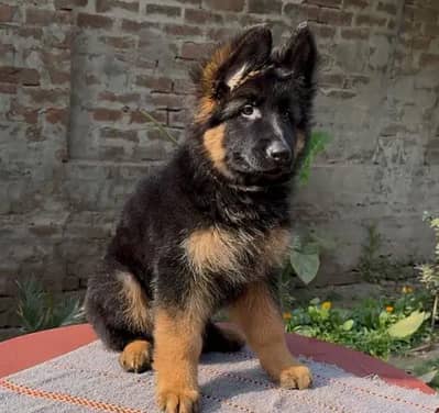German shepherd puppies for sale healthy 0313=4934962