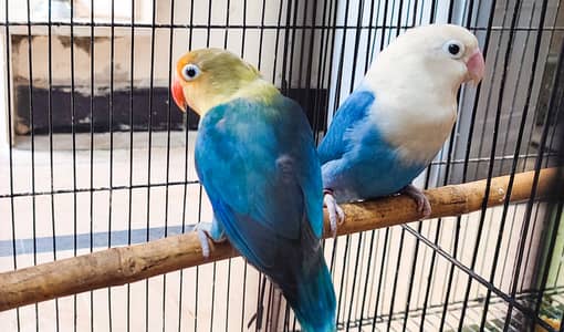Love Birds