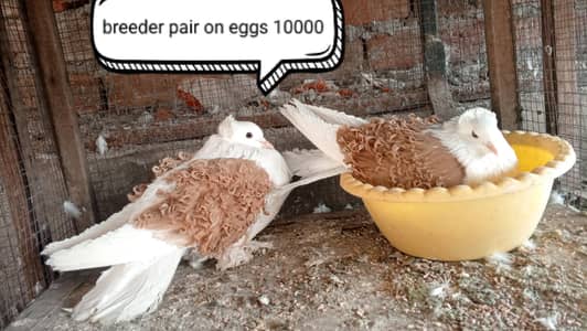 fancy pigeon | kabutar| Jacobin|  frillback saddle | amarican fantail|