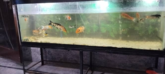 fish aquarium for sale