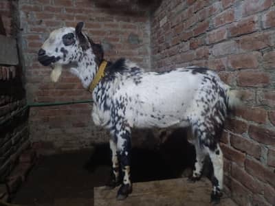 Pure barbari breeder bakra for sale