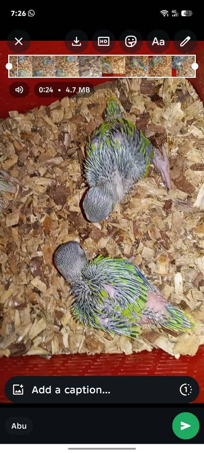 RINGNECK CHICKS FOR SALE